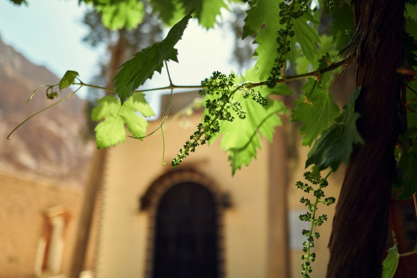 a tree with leaves