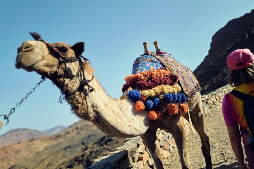 a camel with a saddle on its back