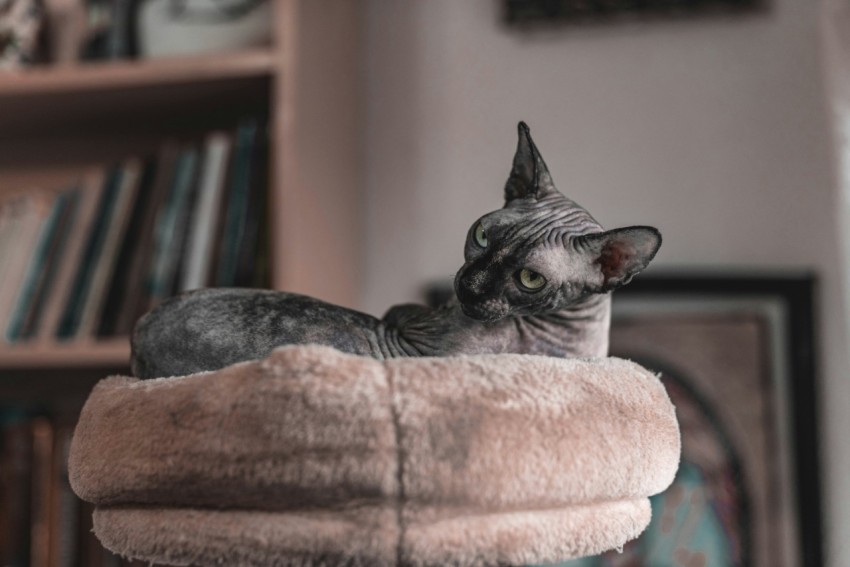 a cat sitting on a chair