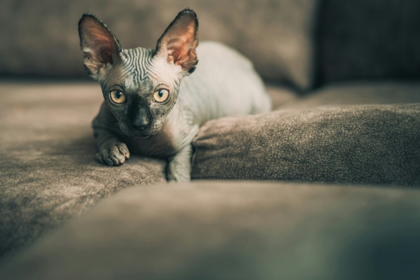 selective focus photography of spinx on brown sofa