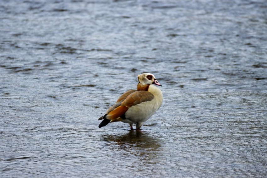 white duck on water during daytime