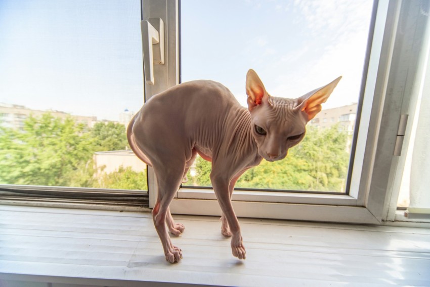 brown short coated dog on white wooden window