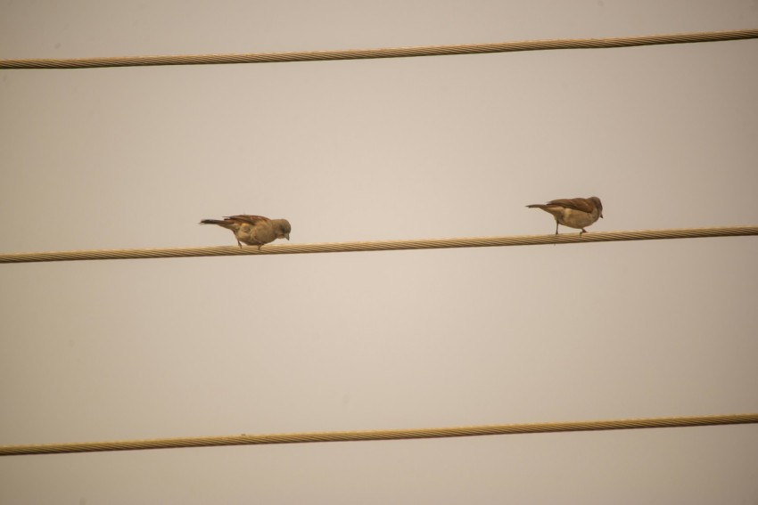 two small birds sitting on a power line