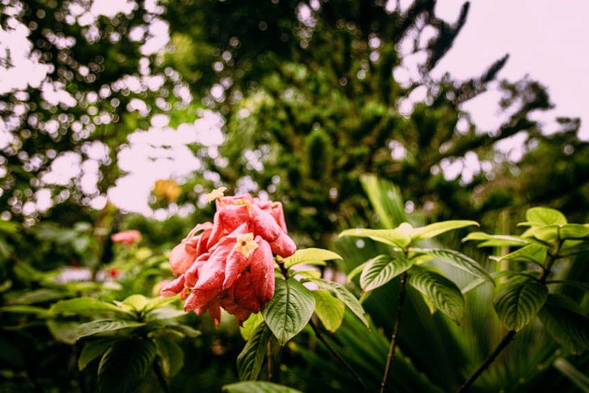 a pink flower with green leaves in the foreground