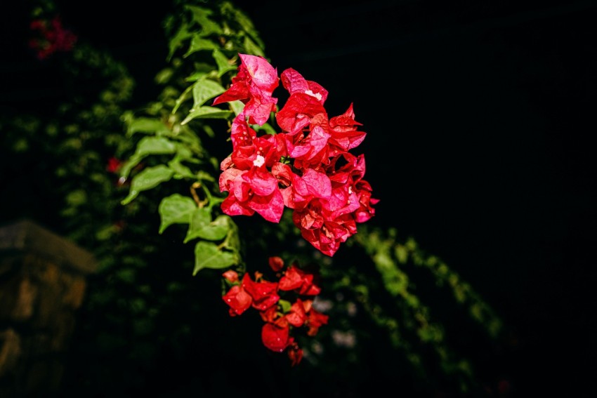 a bunch of red flowers that are in the dark