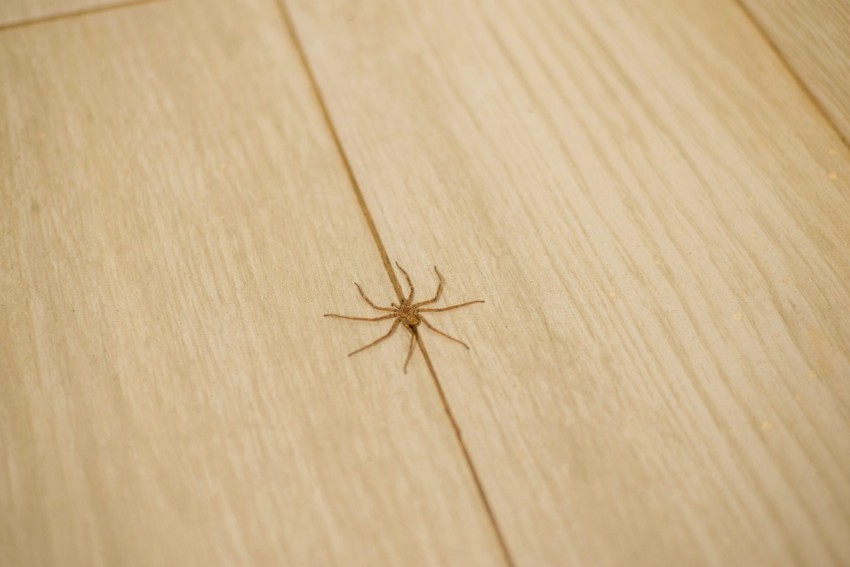 a spider crawling on a wooden floor