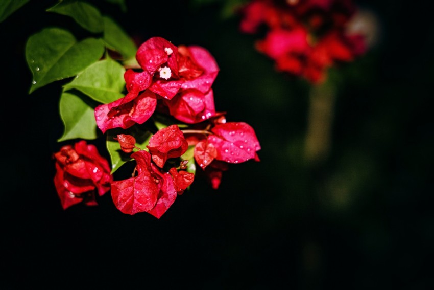 a bunch of red flowers with green leaves