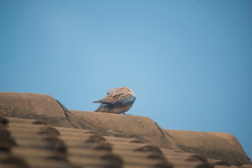 a small bird sitting on top of a roof