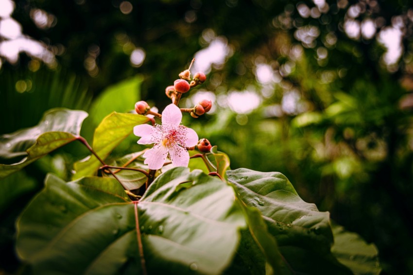 a close up of a flower on a tree