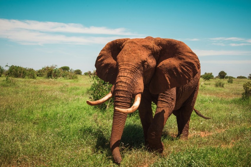 an elephant is standing in a grassy field