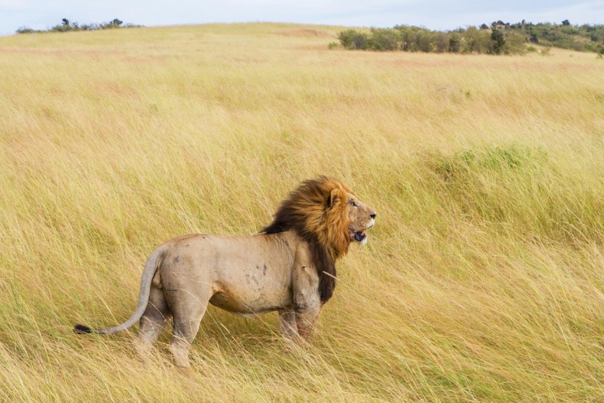 brown lion on grass field during daytime