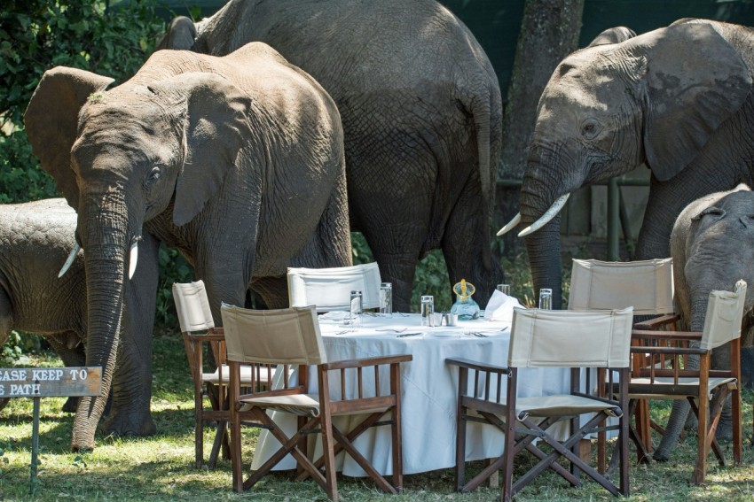 elephants beside tables and chairs at daytime