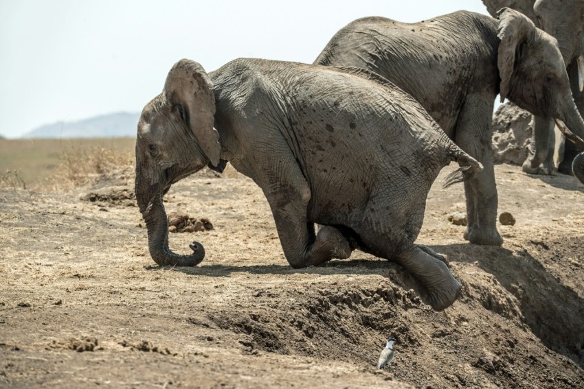 elephant climbing the mountain