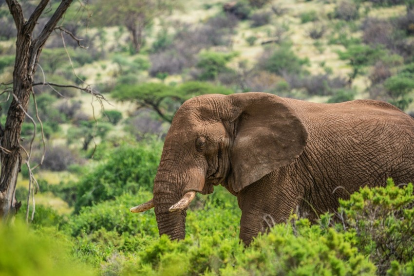 elephant standing on trees