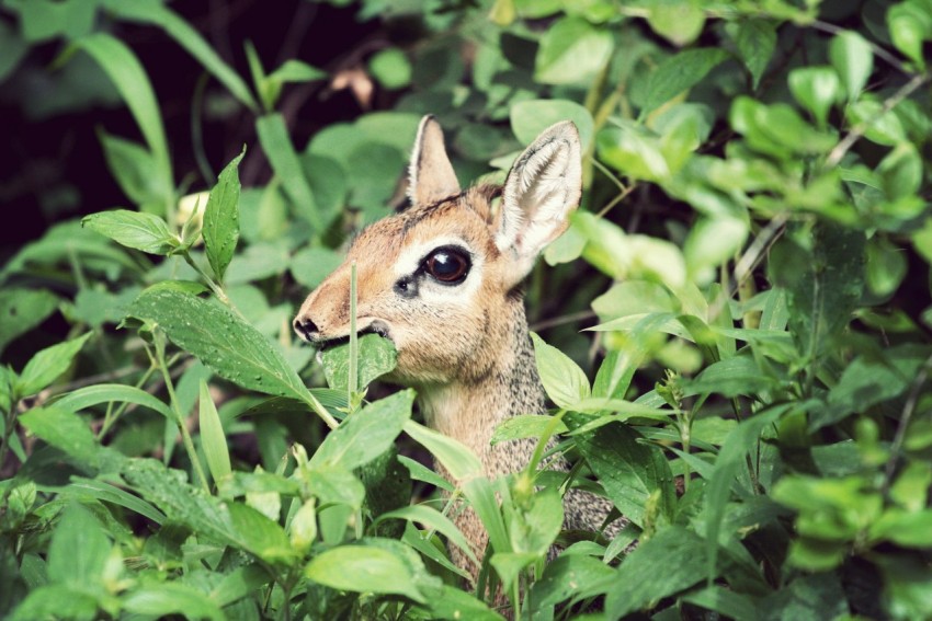 brown and gray deer on green leaf