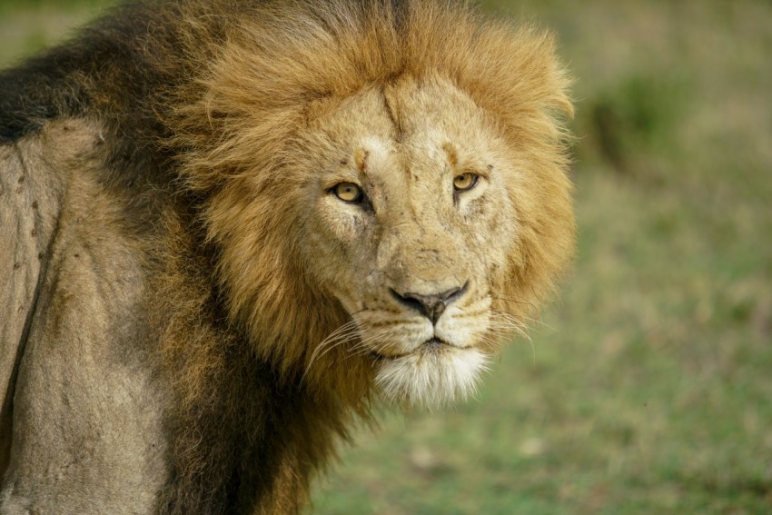 brown lion lying on green grass during daytime