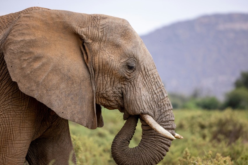 an elephant with tusks