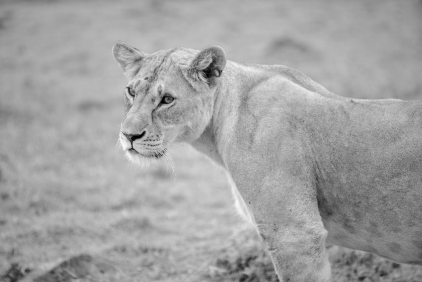 grayscale photo of lioness on grass field