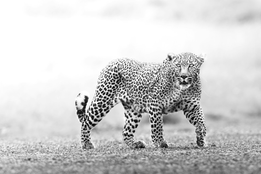 a black and white photo of a cheetah u6