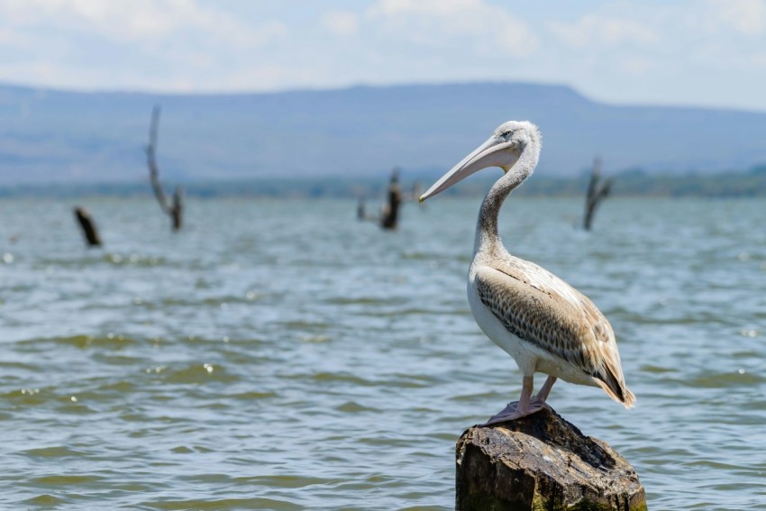 a pelican is standing on a rock in the water