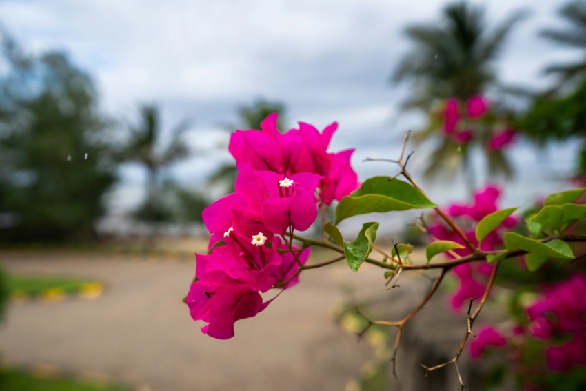 a close up of a pink flower on a tree TY8