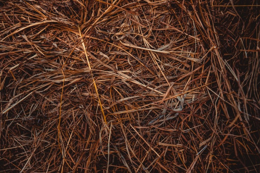 brown hay