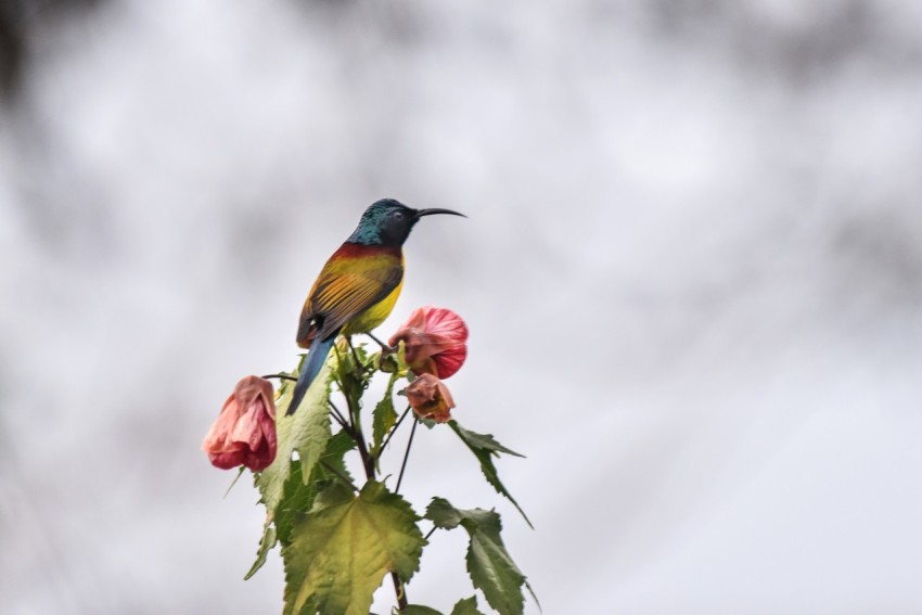 a colorful bird perched on top of a flower