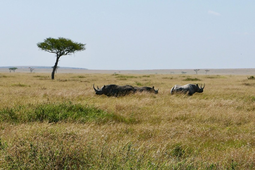 a couple of rhinos that are standing in the grass