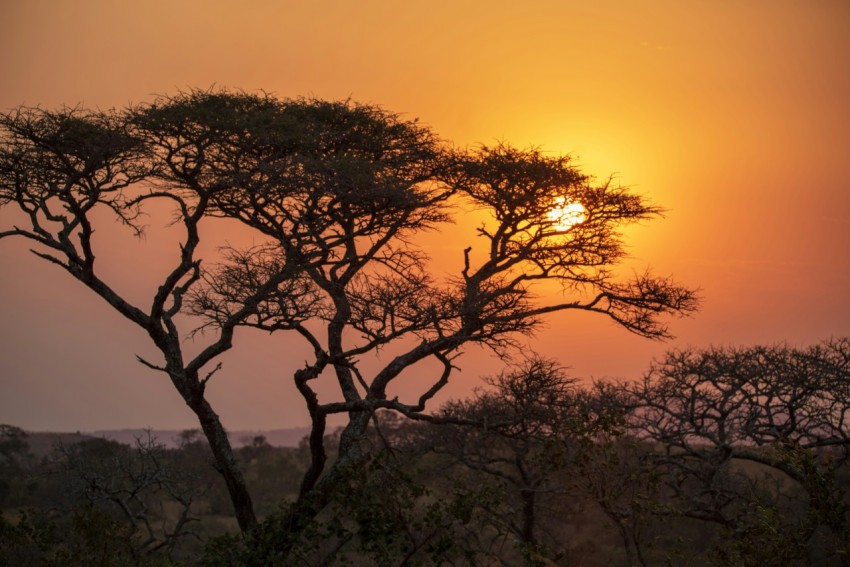 a tree with the sun behind it