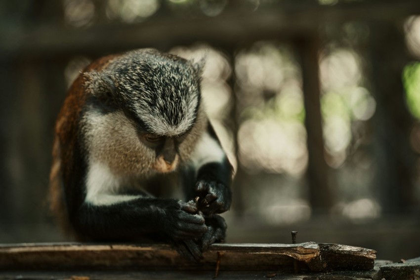 a monkey is sitting on a piece of wood