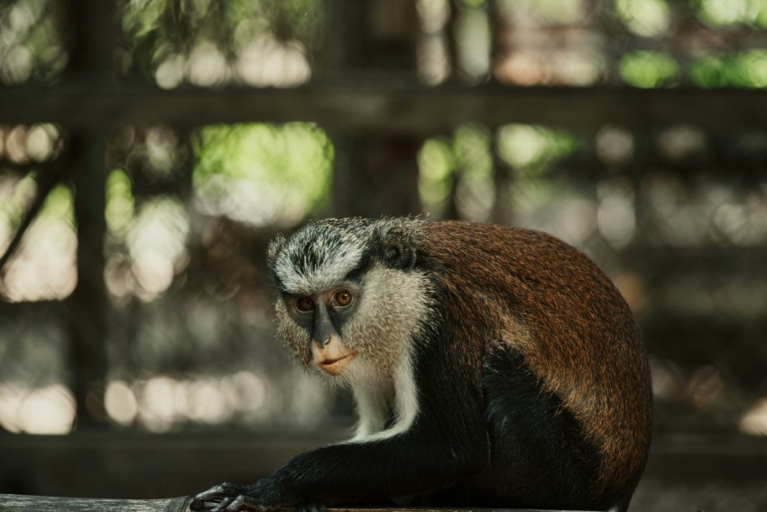 a small monkey sitting on a wooden surface