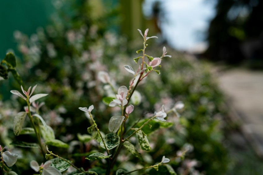 a close up of a bush with small white flowers