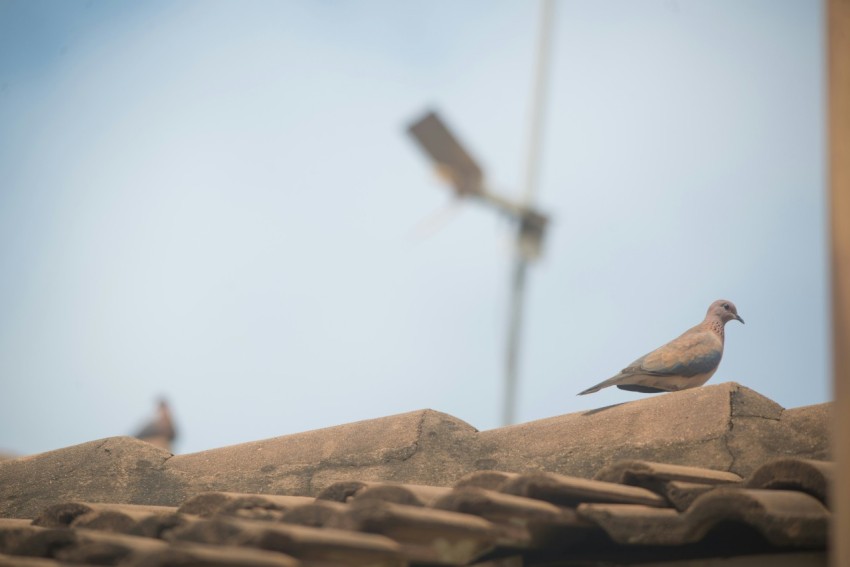 a bird sitting on top of a roof next to a street light