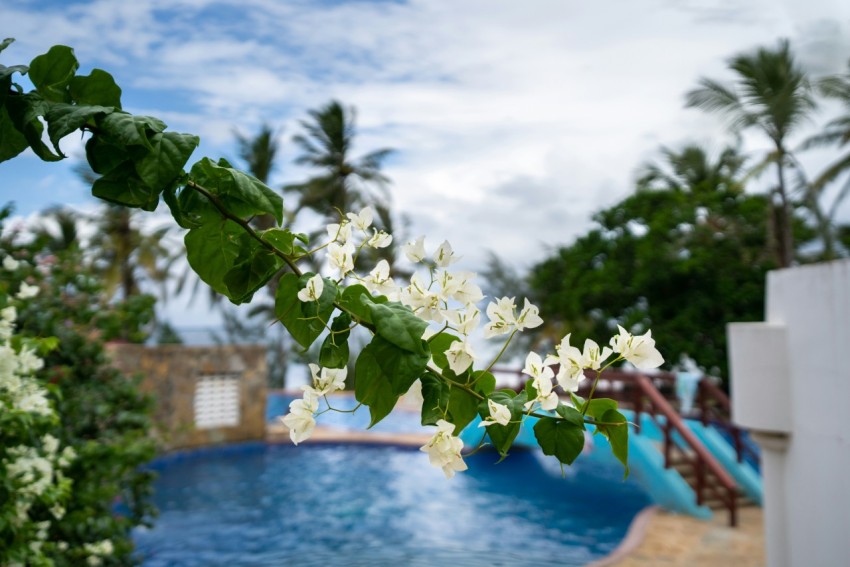 a pool surrounded by lush green trees and white flowers