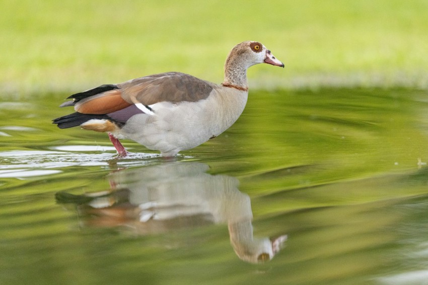 a duck is standing in the water near the grass ITxu4G