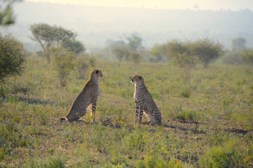 two cheetahs sitting on green grass field