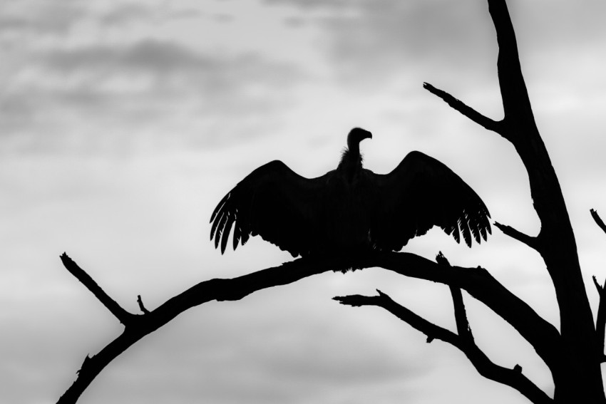 a large bird sitting on top of a tree branch