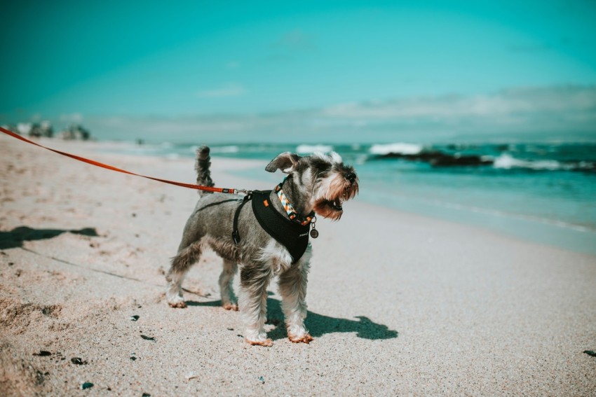 short coated grey and white dog