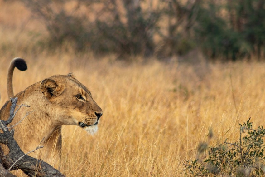 gray lion on brown fields during daytime eg