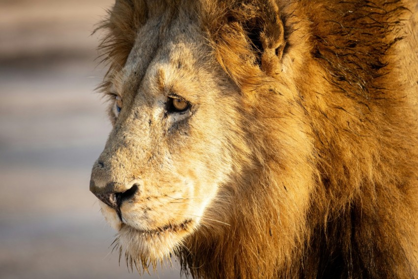 a lion looking at the camera