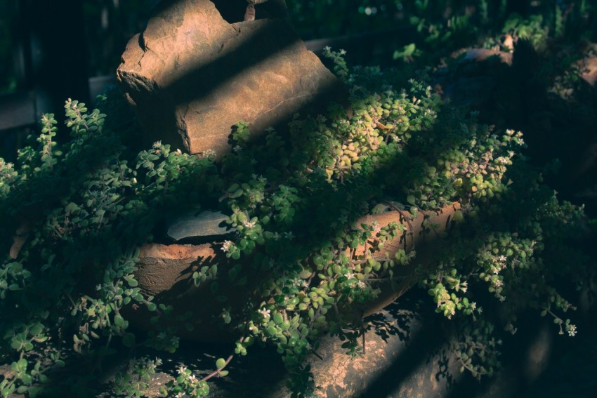 a pile of logs with green plants growing on them