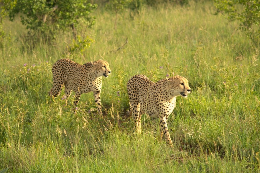 a couple of cheetah walking across a lush green field