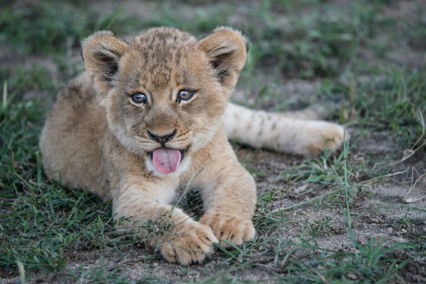 short fur brown lion cub lying on green grass plant