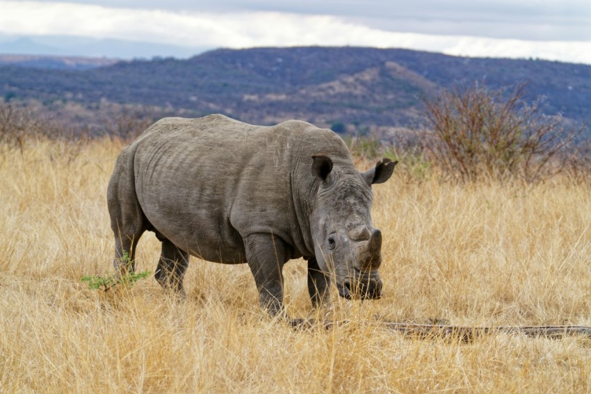 a rhinoceros in a field