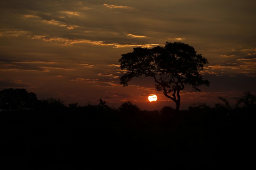 trees during golden hour