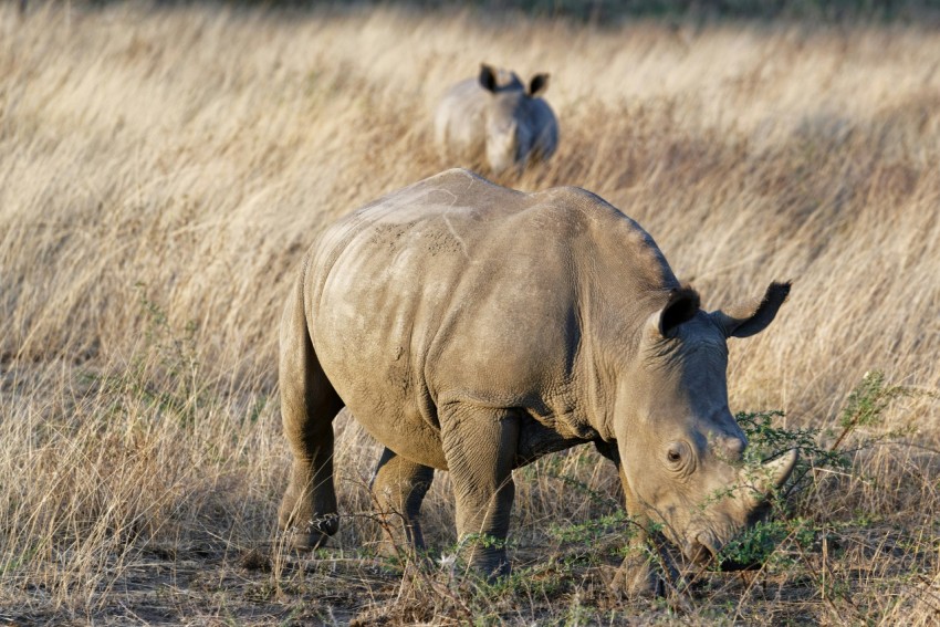 a rhinoceros and a rhinoceros in a field