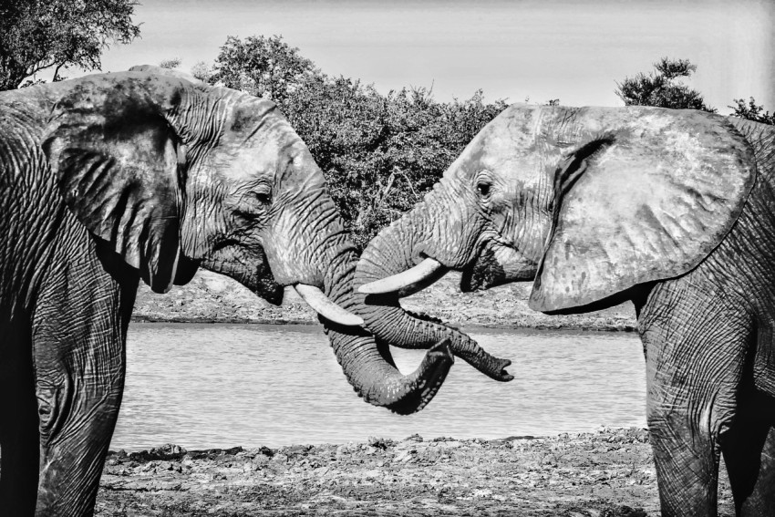 a couple of elephants standing next to each other