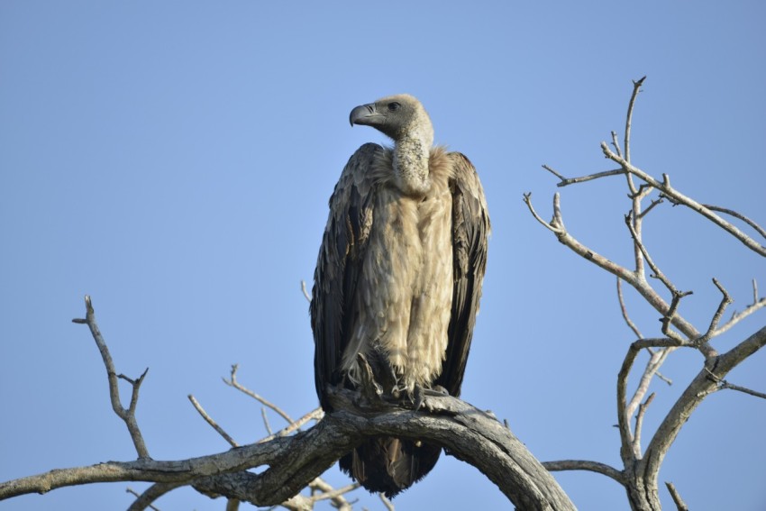 a large bird sitting on top of a tree branch