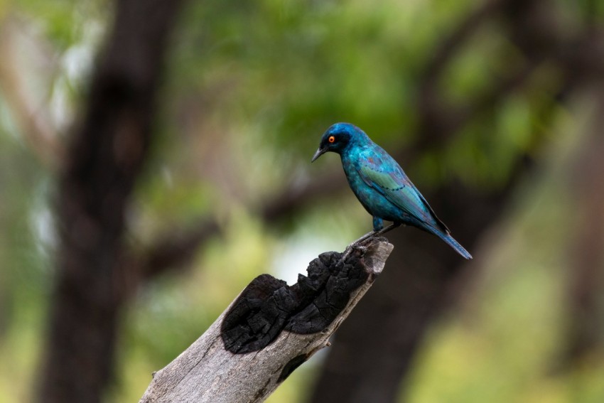 a small blue bird perched on top of a tree branch