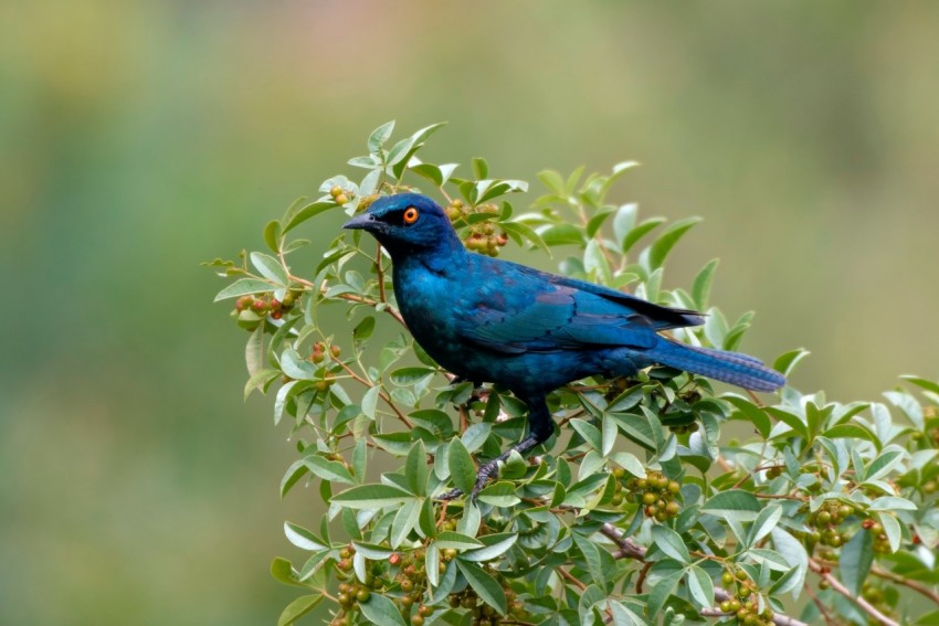 a blue bird sitting on top of a tree branch 0TavV